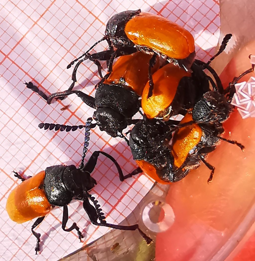 Crysomelidae: Labidostomis aff. taxicornis