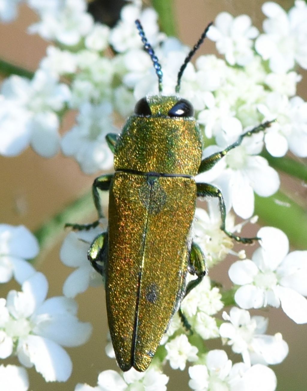Buprestidae: Anthaxia millefolii polychloros? No, maschio di Anthaxia hungarica