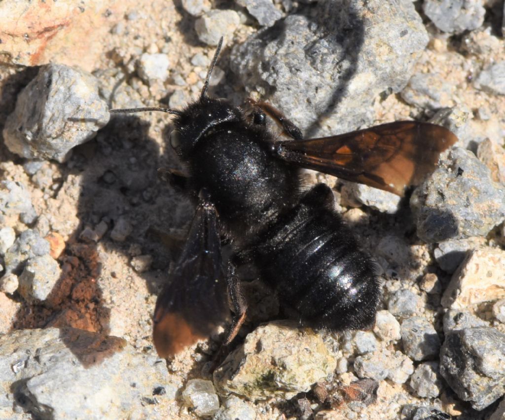 Chalicodoma parietina? S,  Chalicodoma (= Megachile) parietina, femmina
