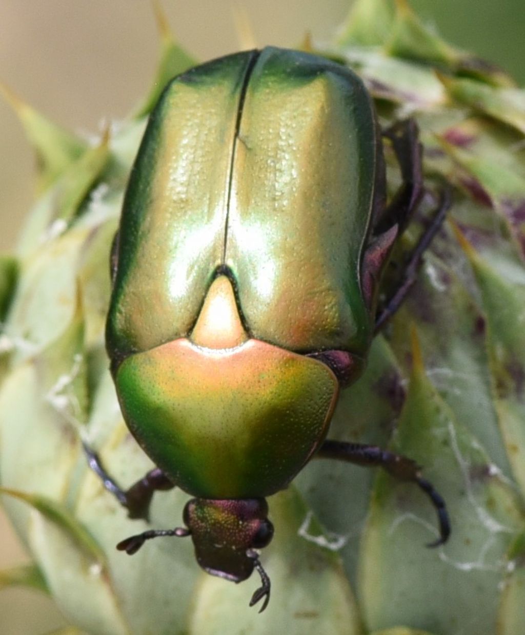 Cetoniidae: Protaetia cuprea? S.
