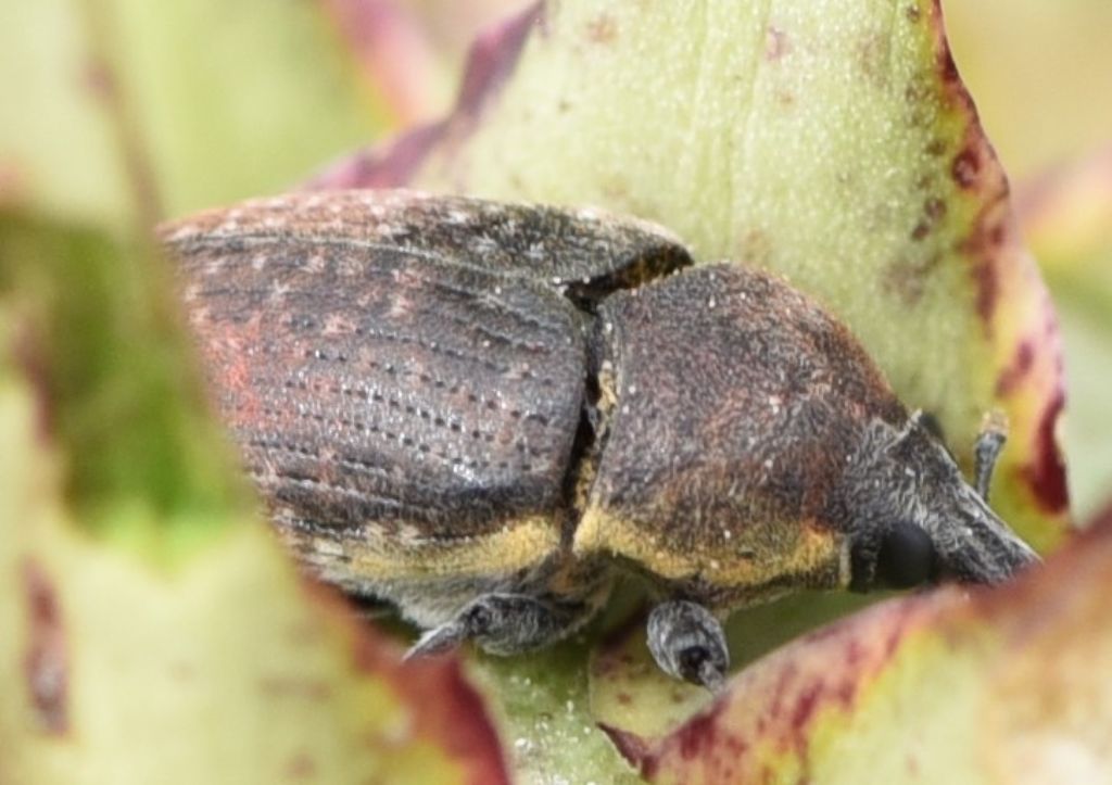 Curculionidae: Larinus (Larinomesius) scolymi