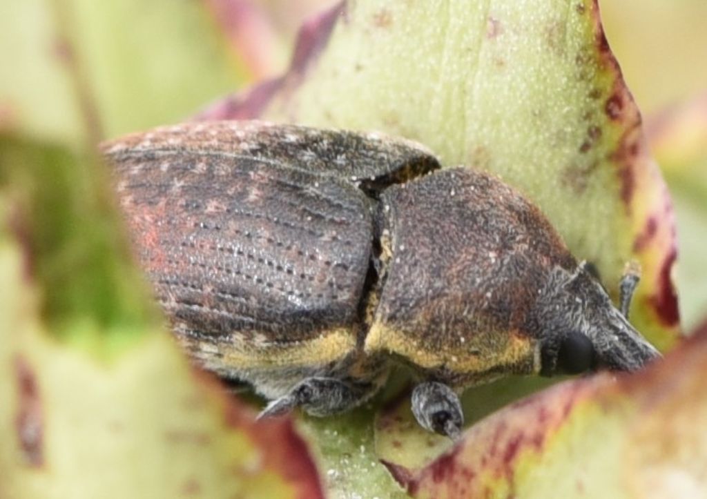 Curculionidae: Larinus (Larinomesius) scolymi