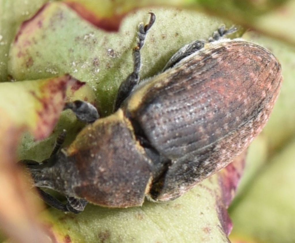 Curculionidae: Larinus (Larinomesius) scolymi