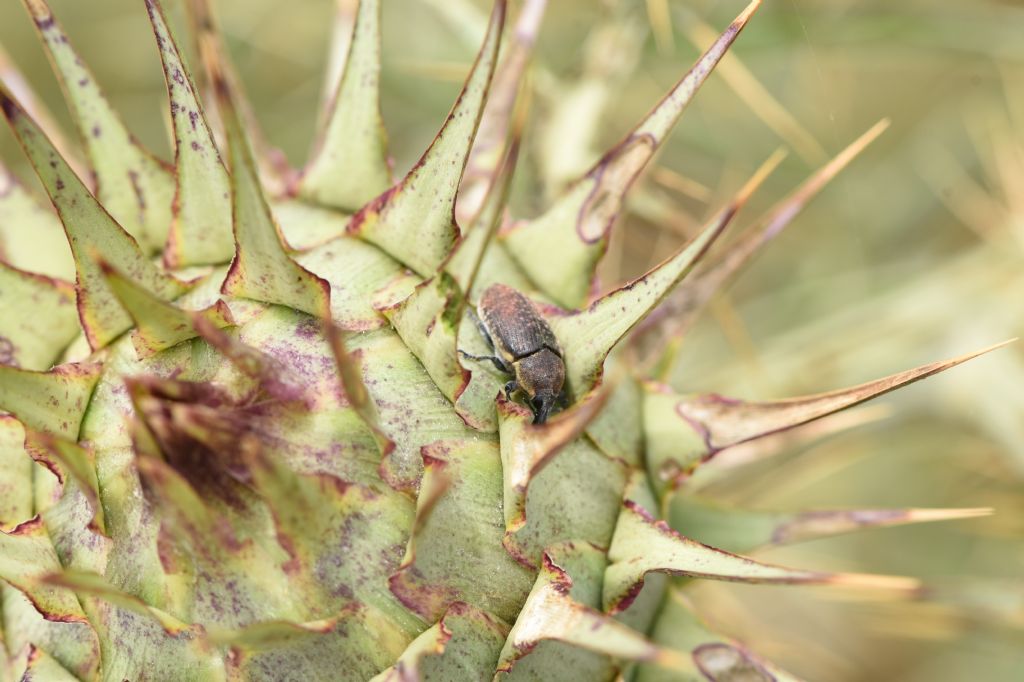 Curculionidae: Larinus (Larinomesius) scolymi