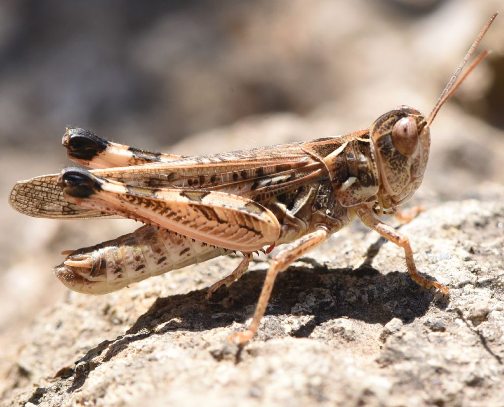 Dociostaurus maroccanus: deposizione e competizione tra maschi. Canto