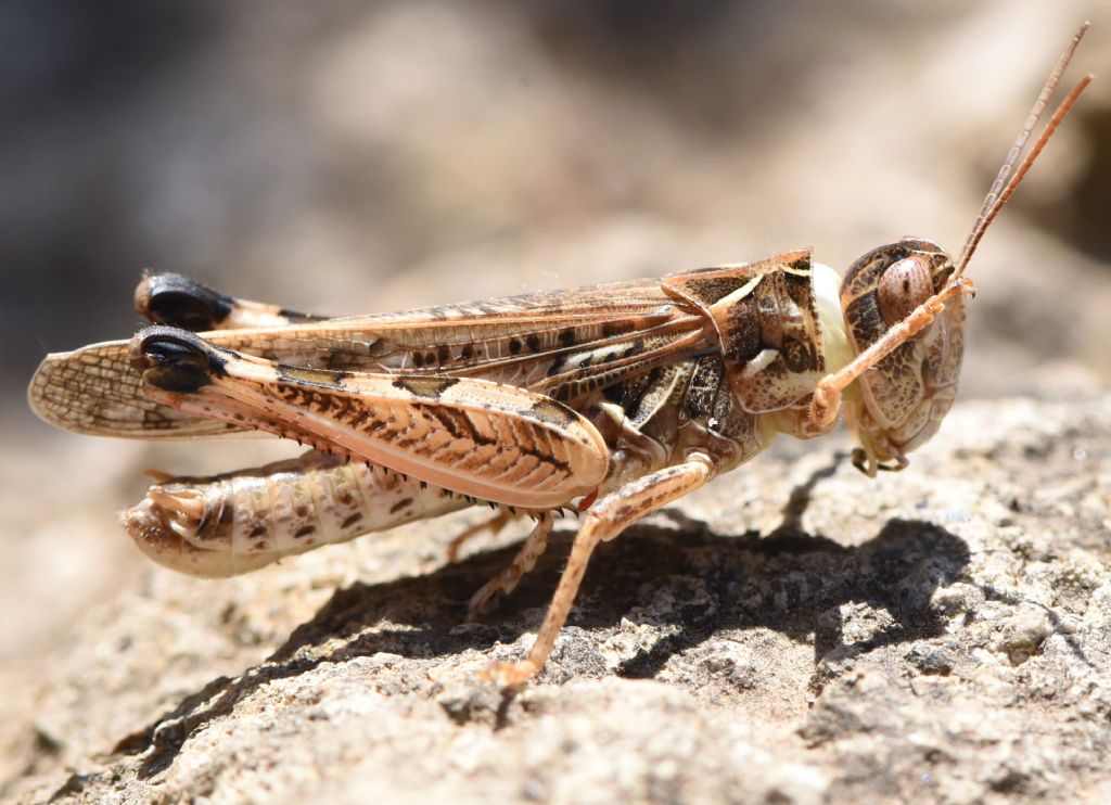 Dociostaurus maroccanus: deposizione e competizione tra maschi. Canto