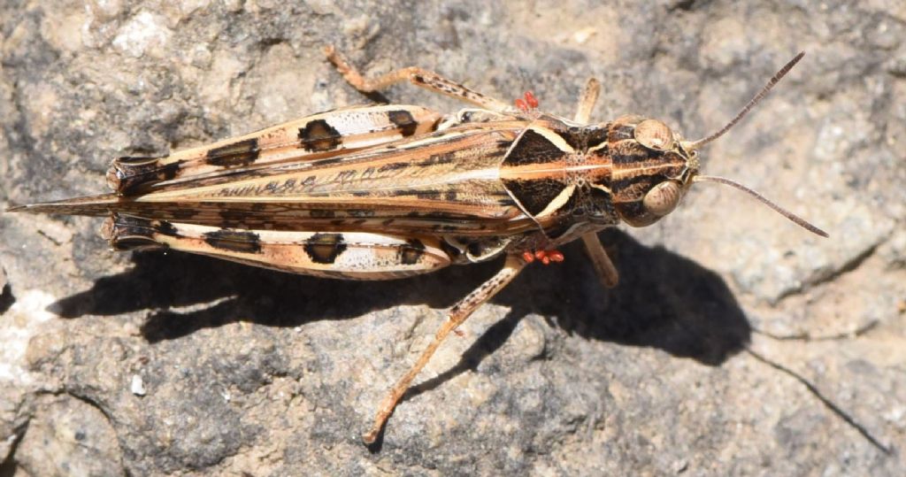 Dociostaurus maroccanus: deposizione e competizione tra maschi. Canto