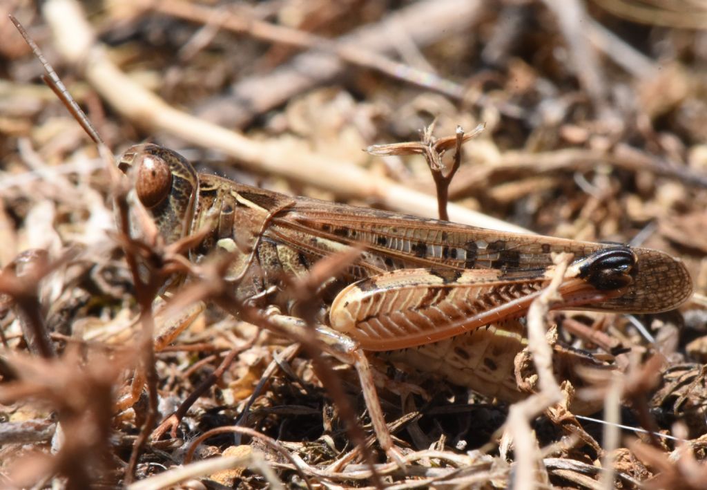 Dociostaurus maroccanus: deposizione e competizione tra maschi. Canto