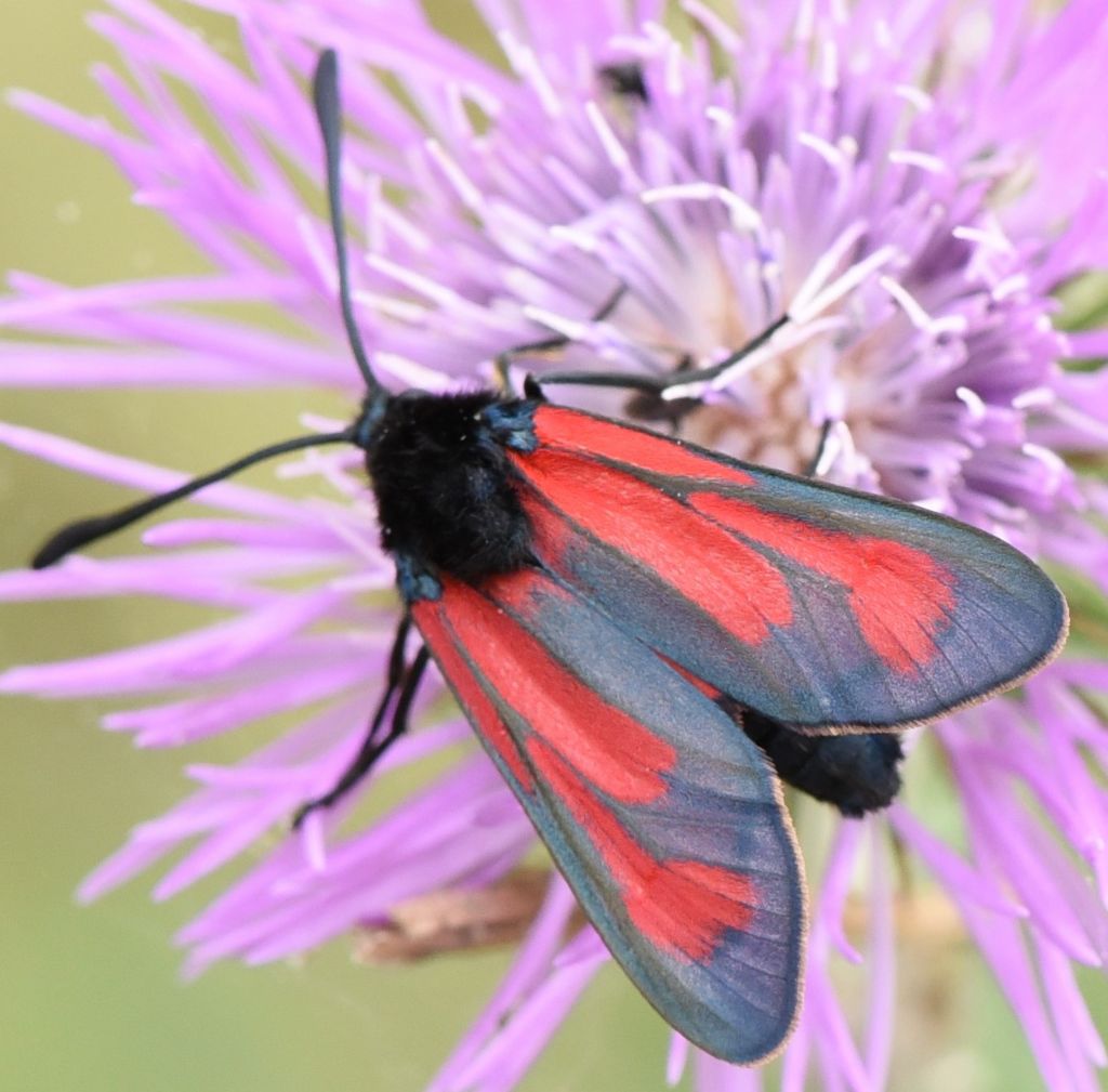 Zygaena erythrus? S !