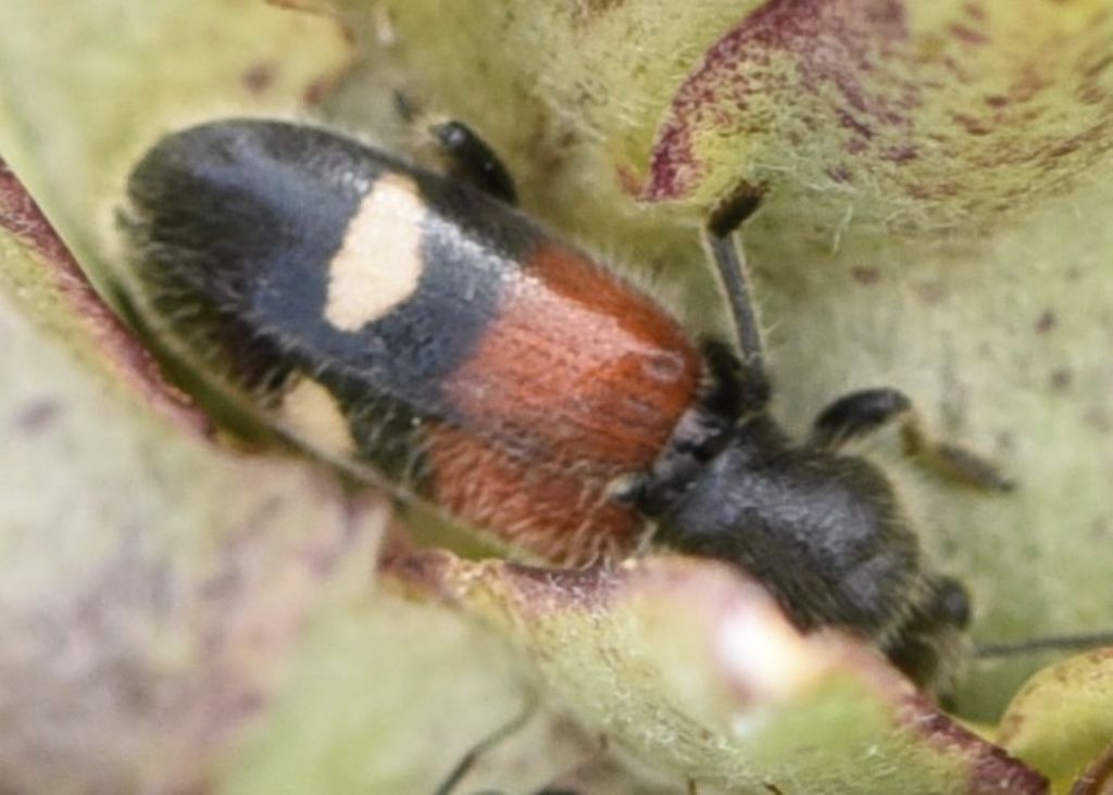 Cleridae: Tilloidea transversalis? S !