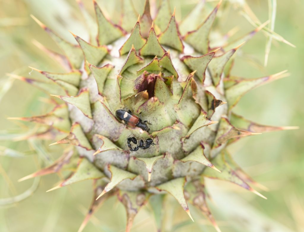 Cleridae: Tilloidea transversalis? S !