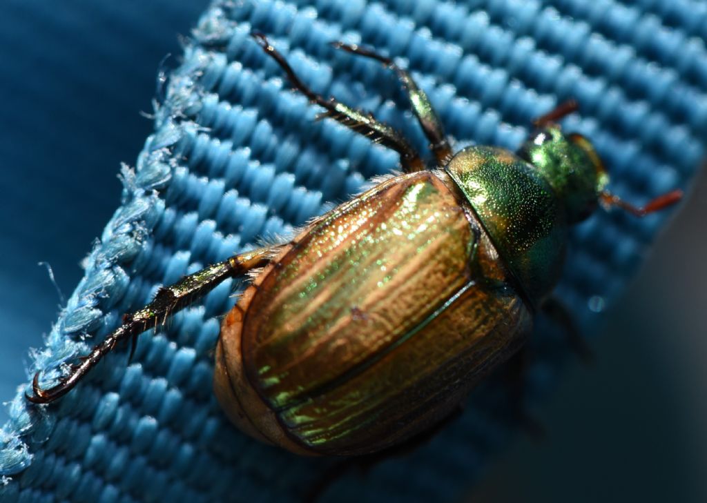 Rutelidae: Mimela junii? S.