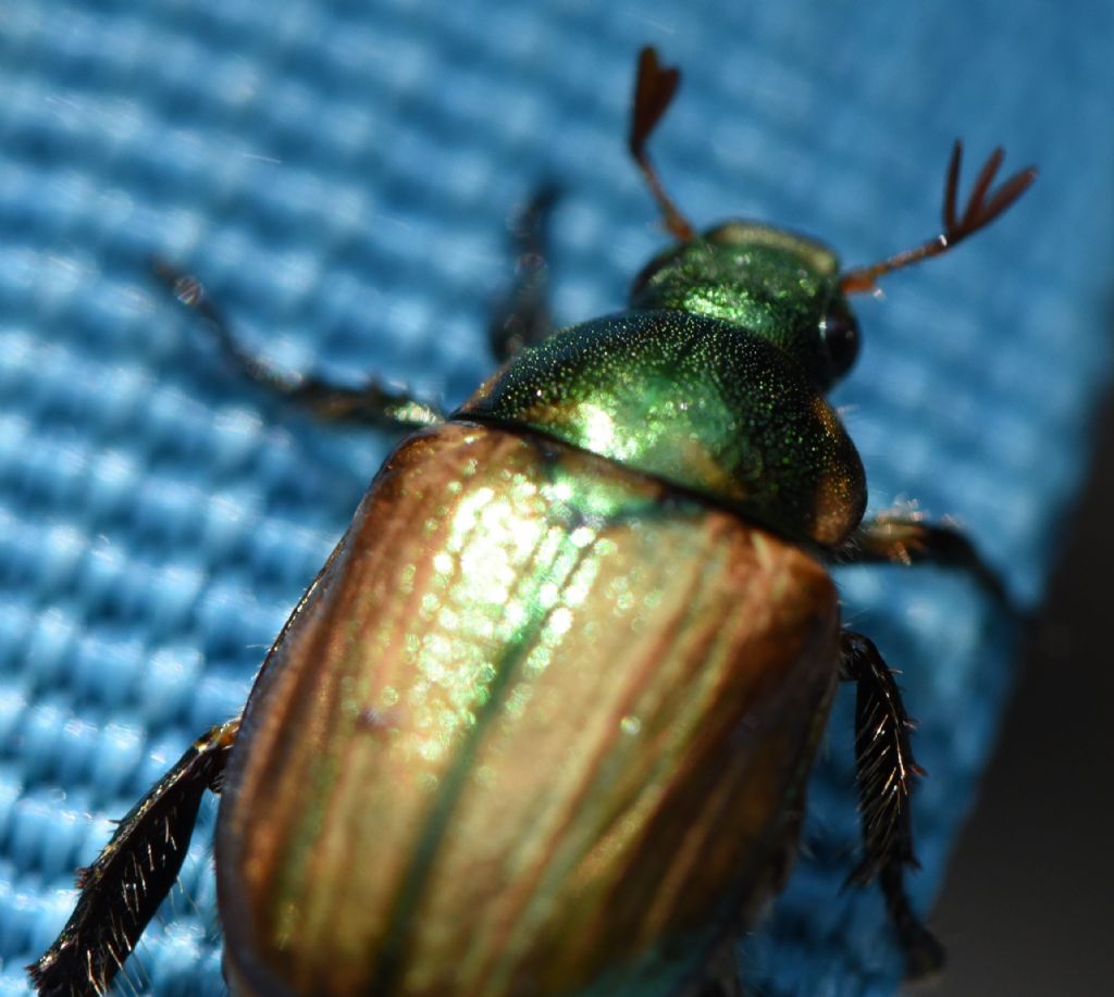 Rutelidae: Mimela junii? S.