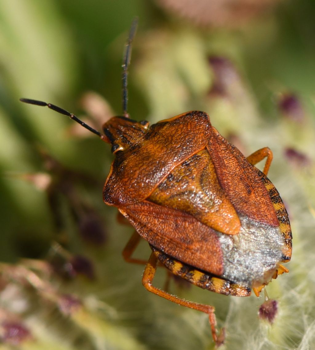 Carpocoris purpureipennis? S !