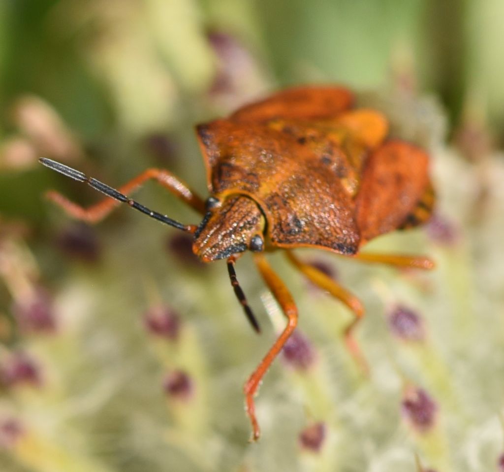 Carpocoris purpureipennis? S !