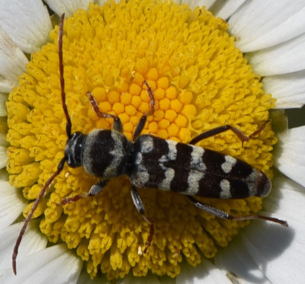 Plagionotus? S, Plagionotus floralis