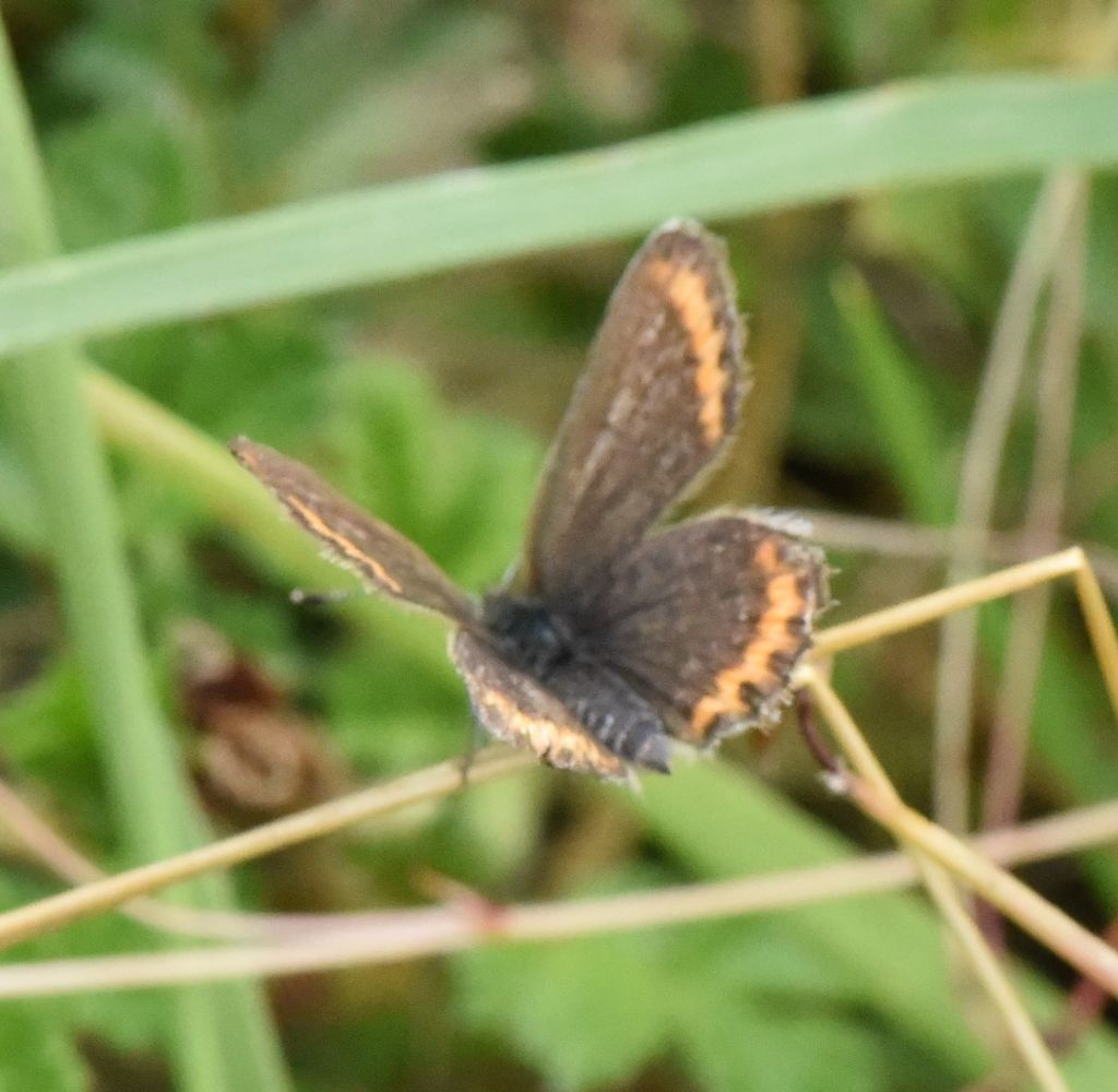 Plebejus ...argus