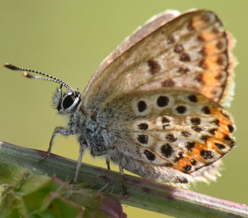 Plebejus ...argus