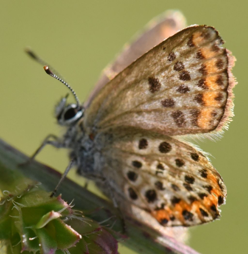 Plebejus ...argus