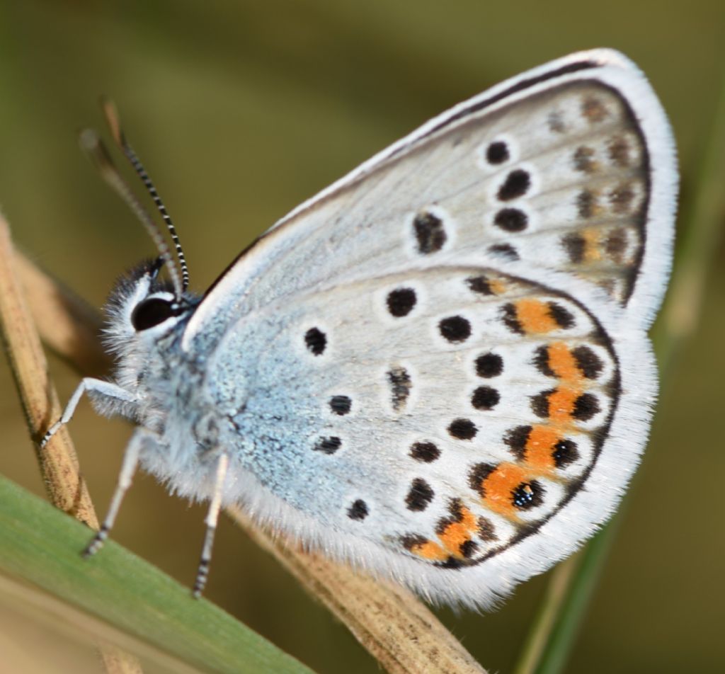 Plebejus ...argus