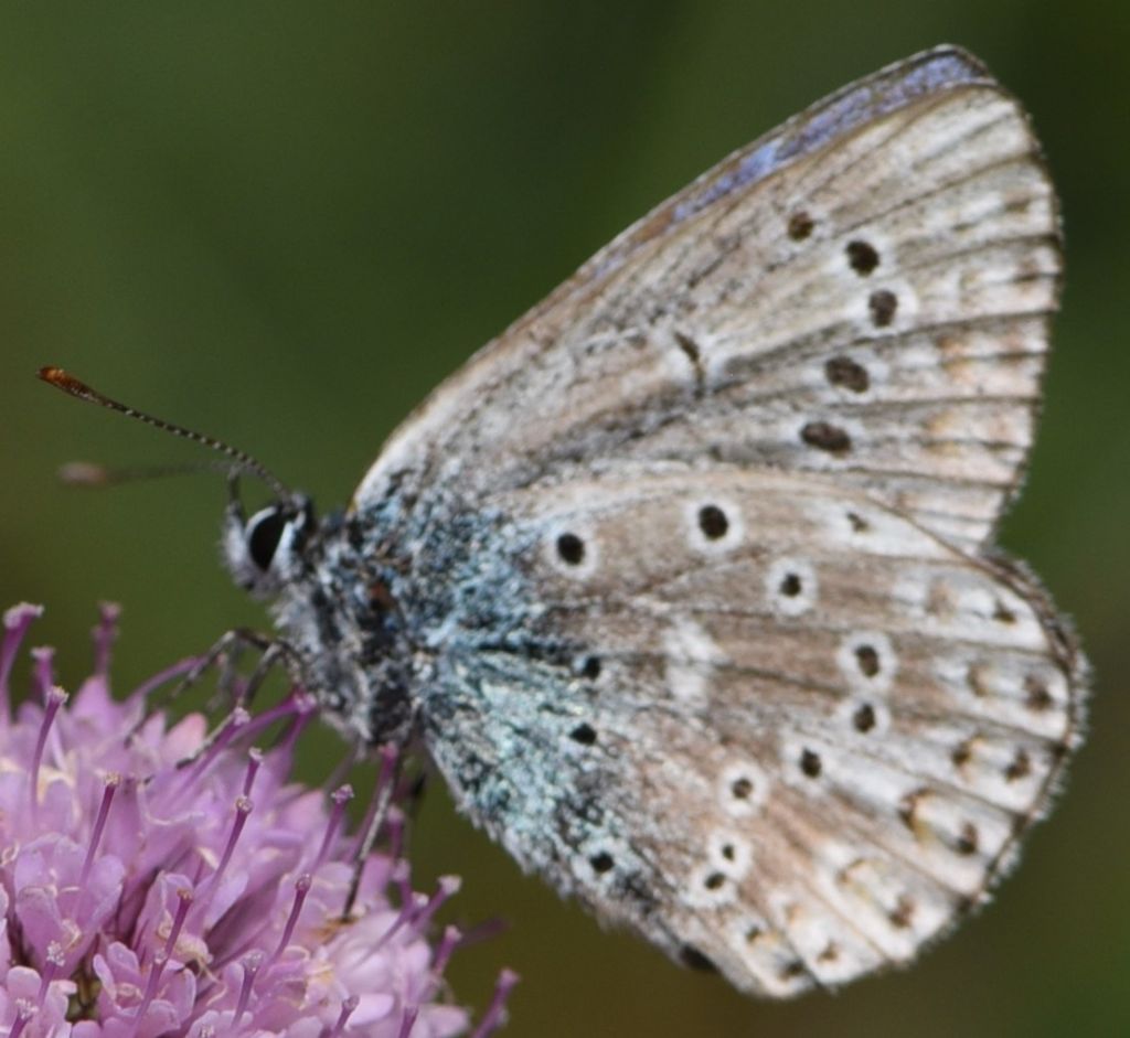 Polyommatus amandus?  S !