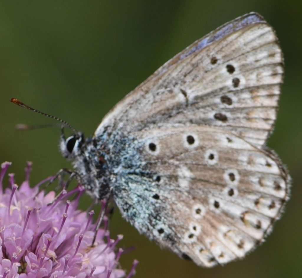 Polyommatus amandus?  S !