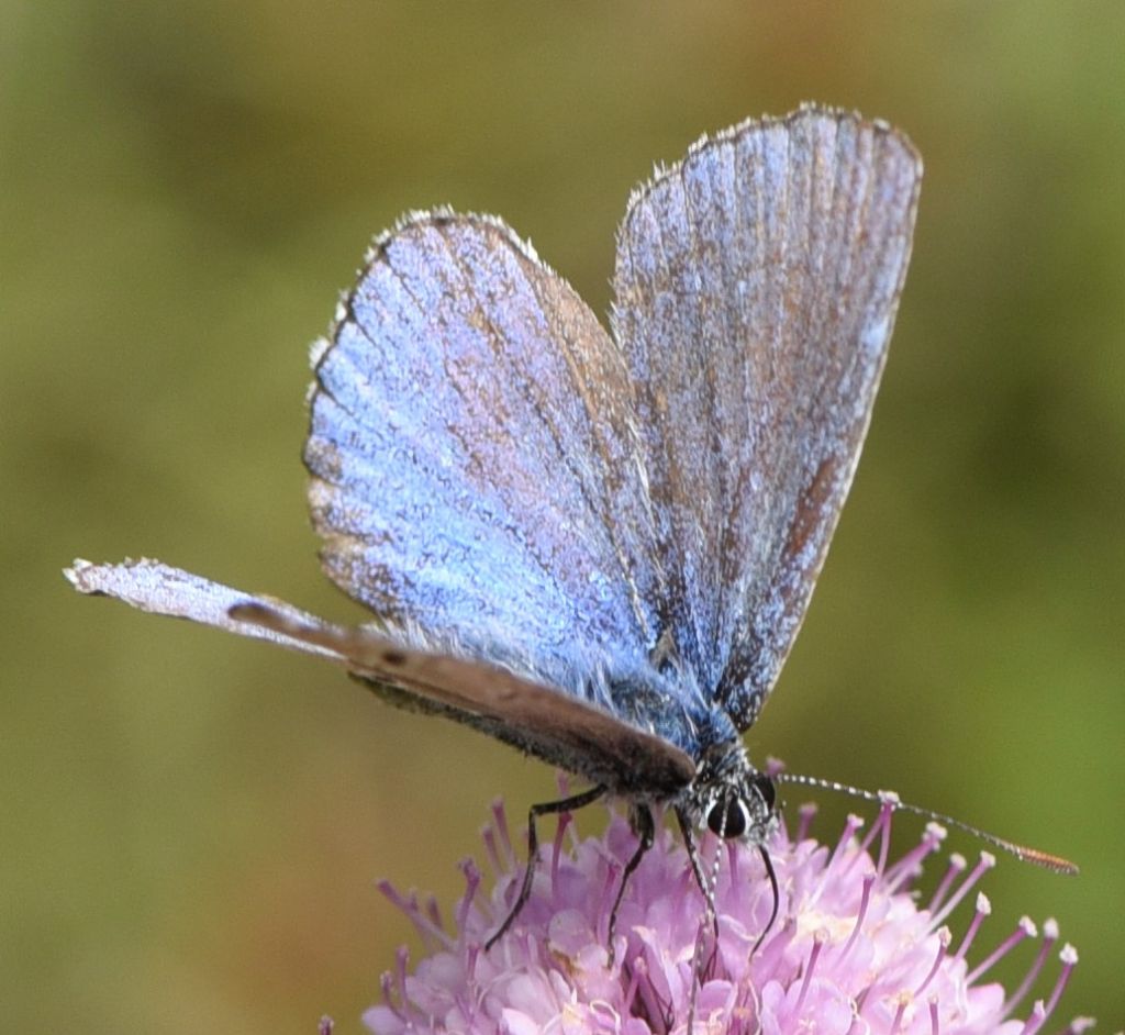 Polyommatus amandus?  S !