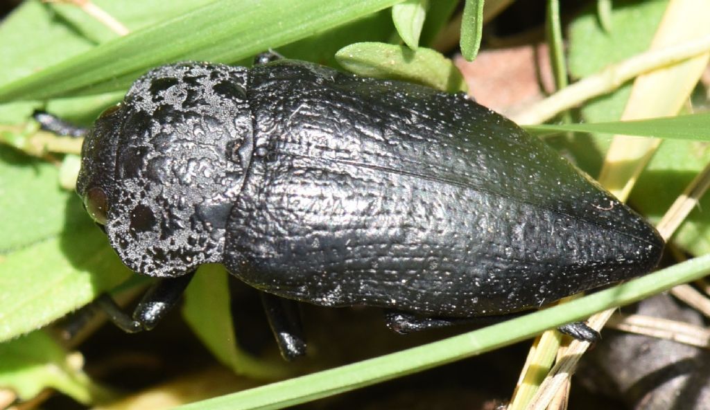 Buprestidae: Capnodis tenebrionis? S !