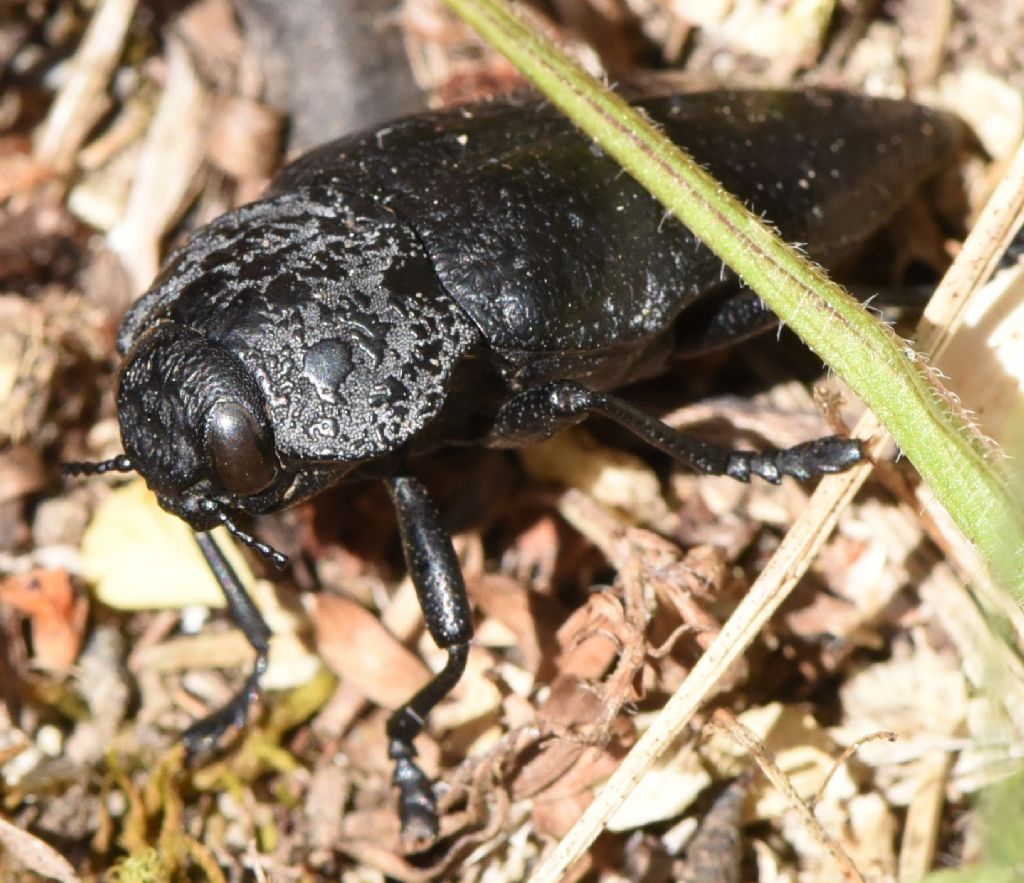 Buprestidae: Capnodis tenebrionis? S !