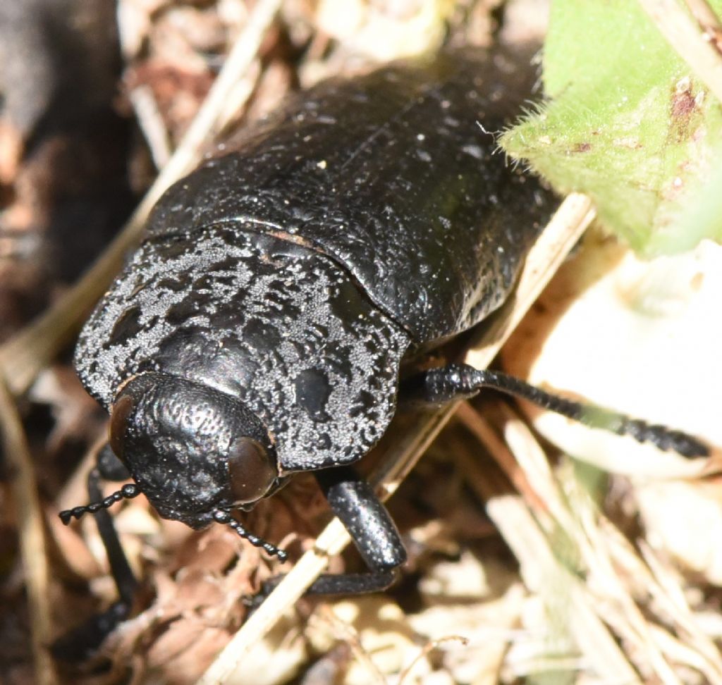 Buprestidae: Capnodis tenebrionis? S !