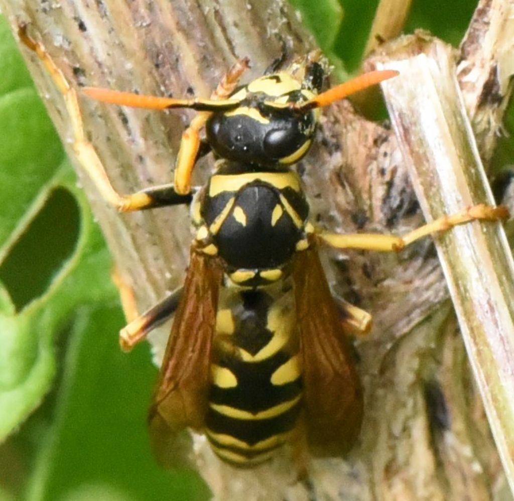 Polistes....?  S, Polistes dominula