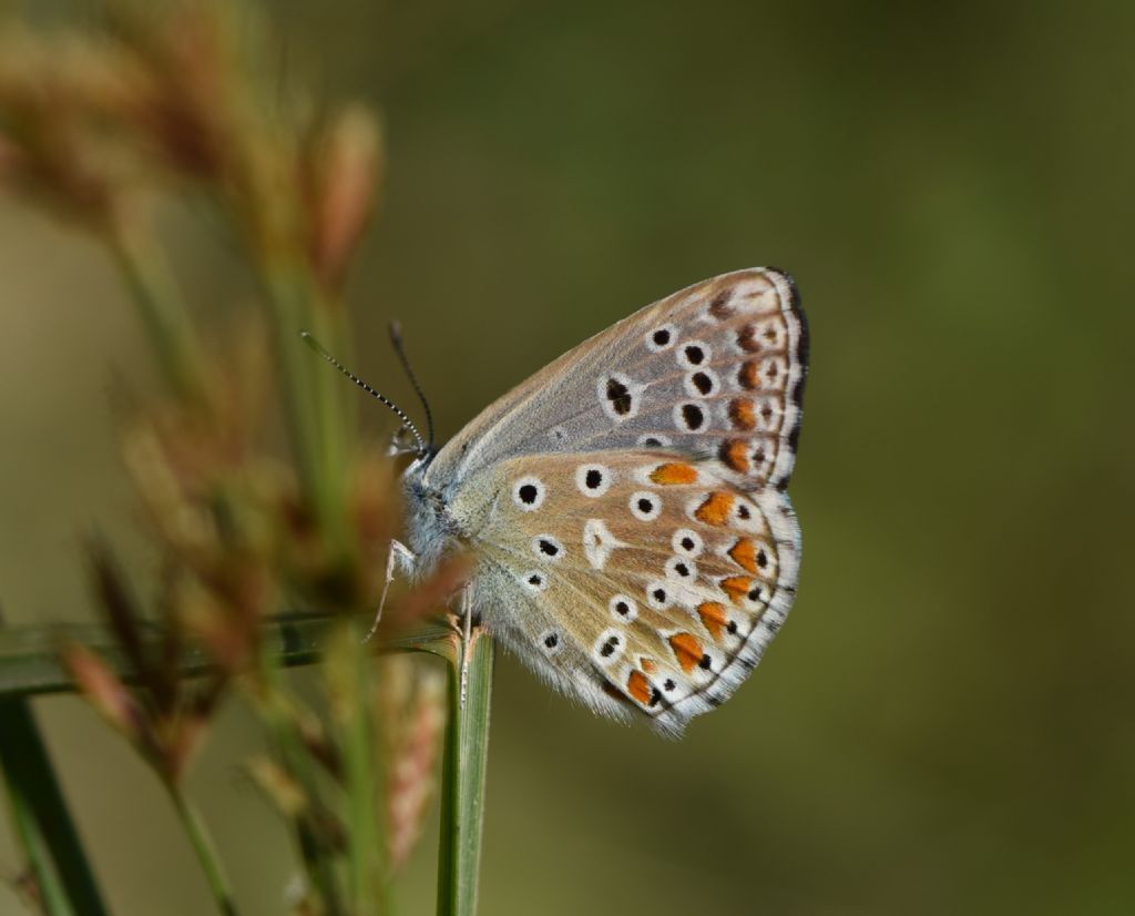 Polyommatus bellargus?  S !