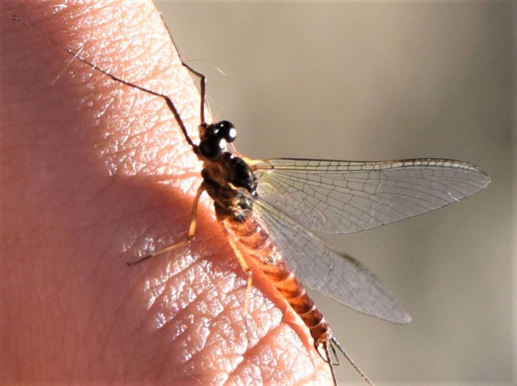 Ecdyonurus cfr. venosus, maschio (Heptageniidae)