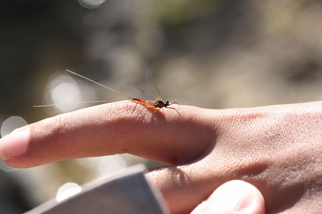 Ecdyonurus cfr. venosus, maschio (Heptageniidae)