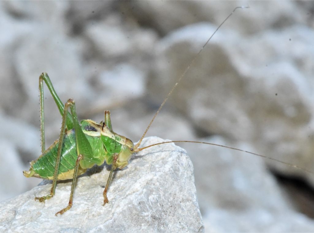 Metaplastes pulchripennis maschio