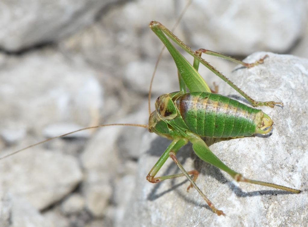 Metaplastes pulchripennis maschio
