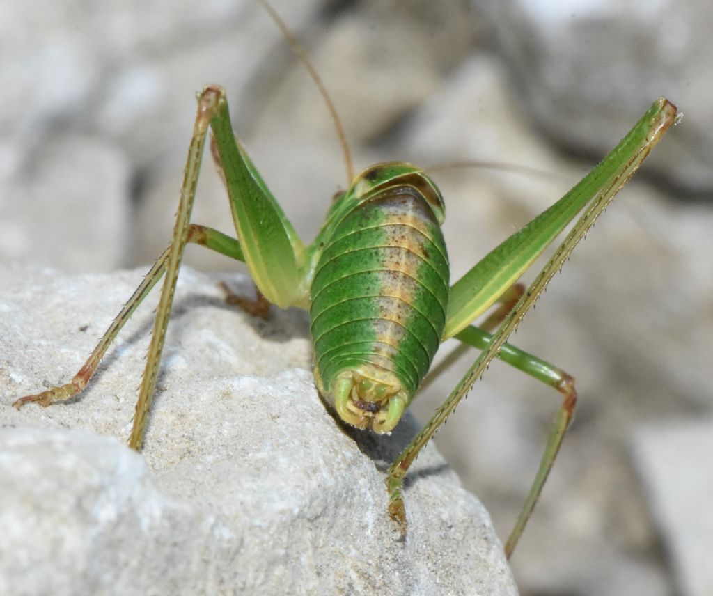 Metaplastes pulchripennis maschio