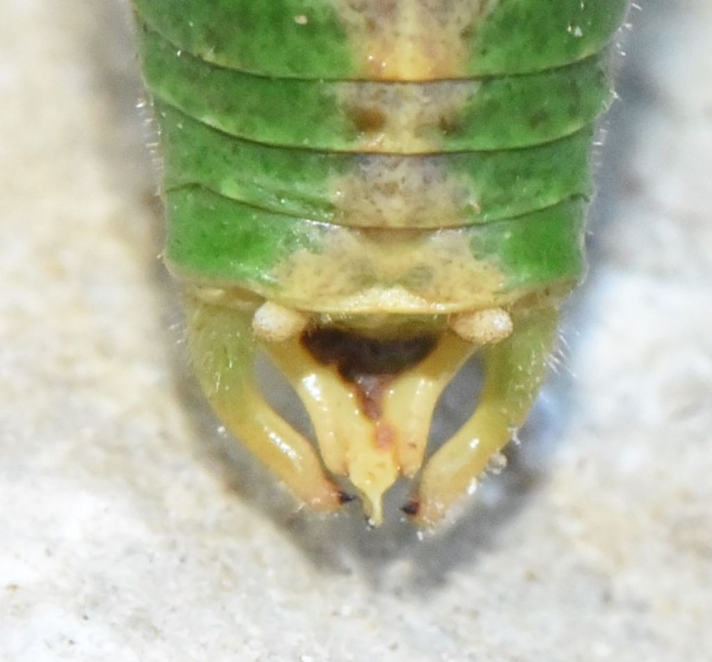 Metaplastes pulchripennis maschio
