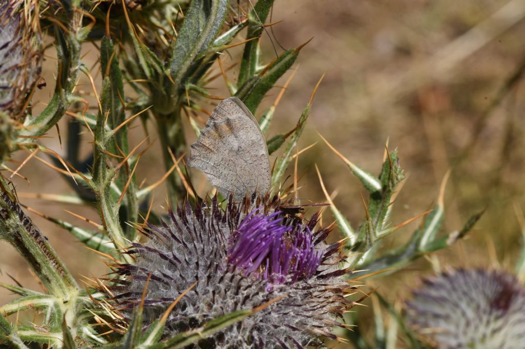 Hyponephele lupina  femmina ?