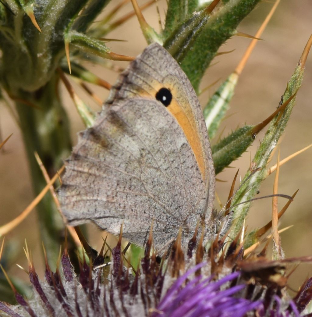 Hyponephele lupina  femmina ?