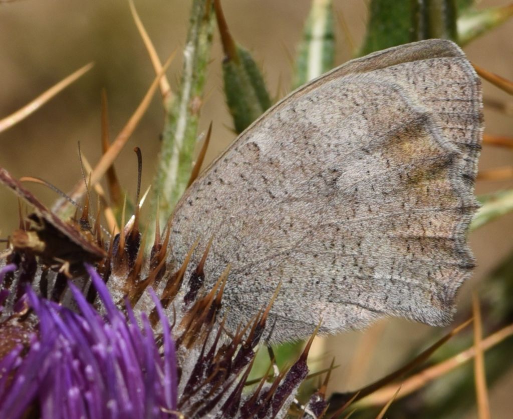 Hyponephele lupina  femmina ?