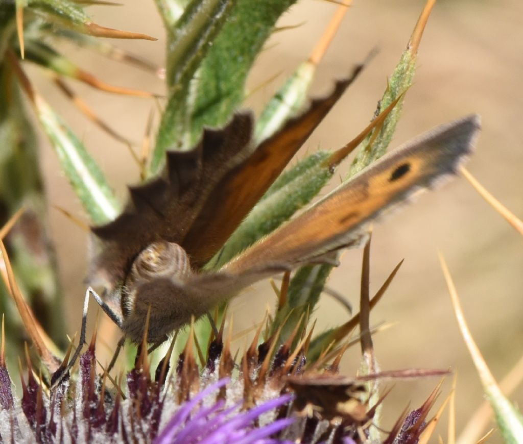 Hyponephele lupina  femmina ?