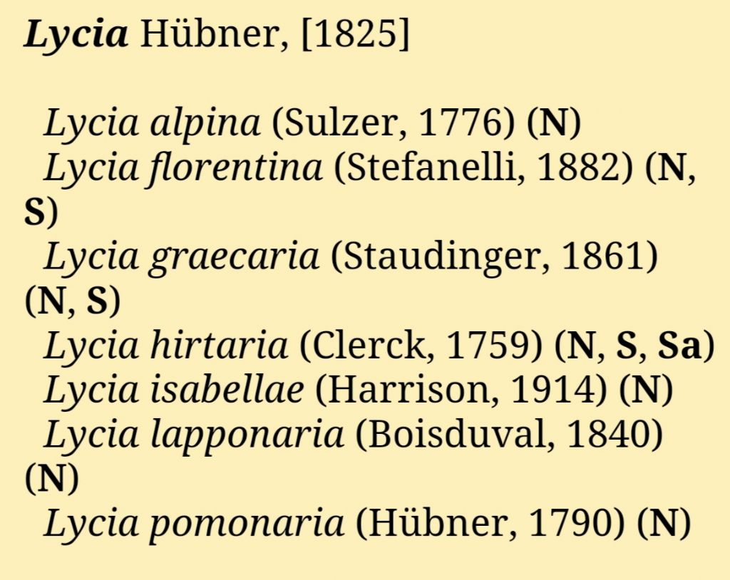 Geometridae: Lycia (femmina) da deterninare: Lycia florentina