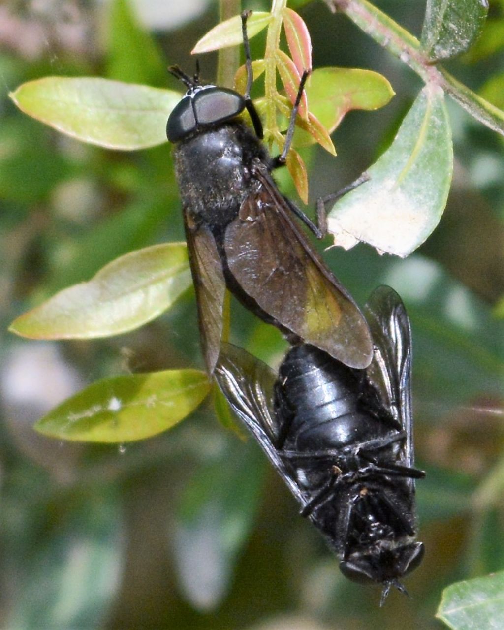 Tabanidae:  accoppiamento di Dasyrhamphis sp.? S