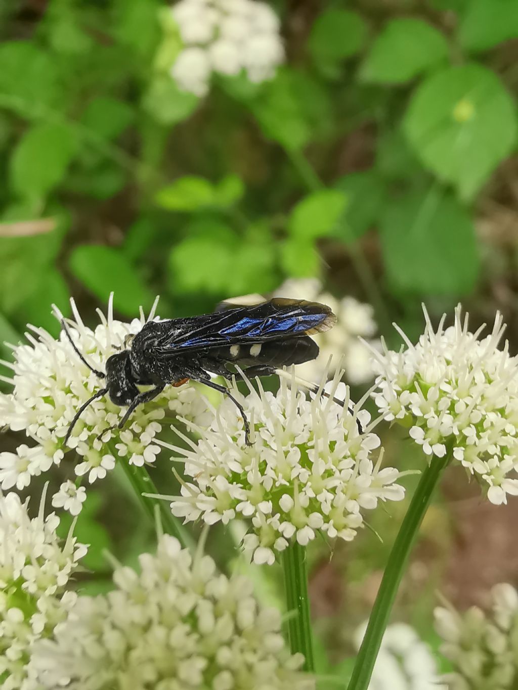 Tenthredo bifasciata e Macrophya montana