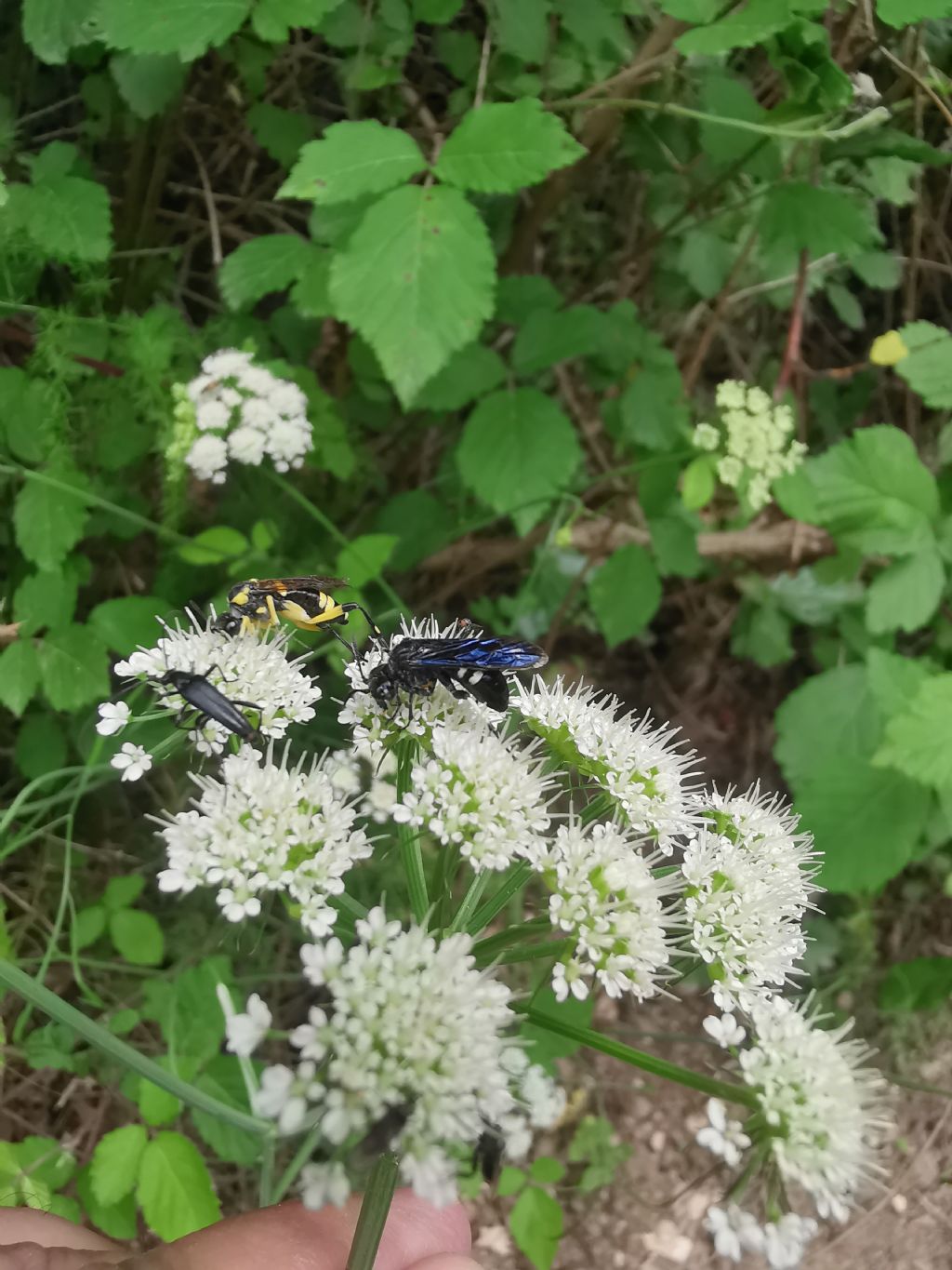 Tenthredo bifasciata e Macrophya montana