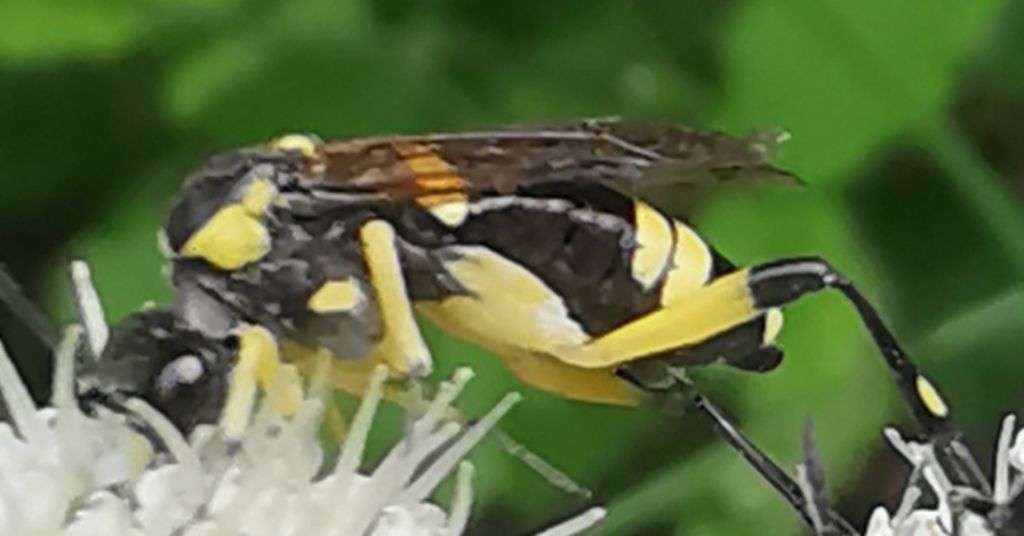 Tenthredo bifasciata e Macrophya montana