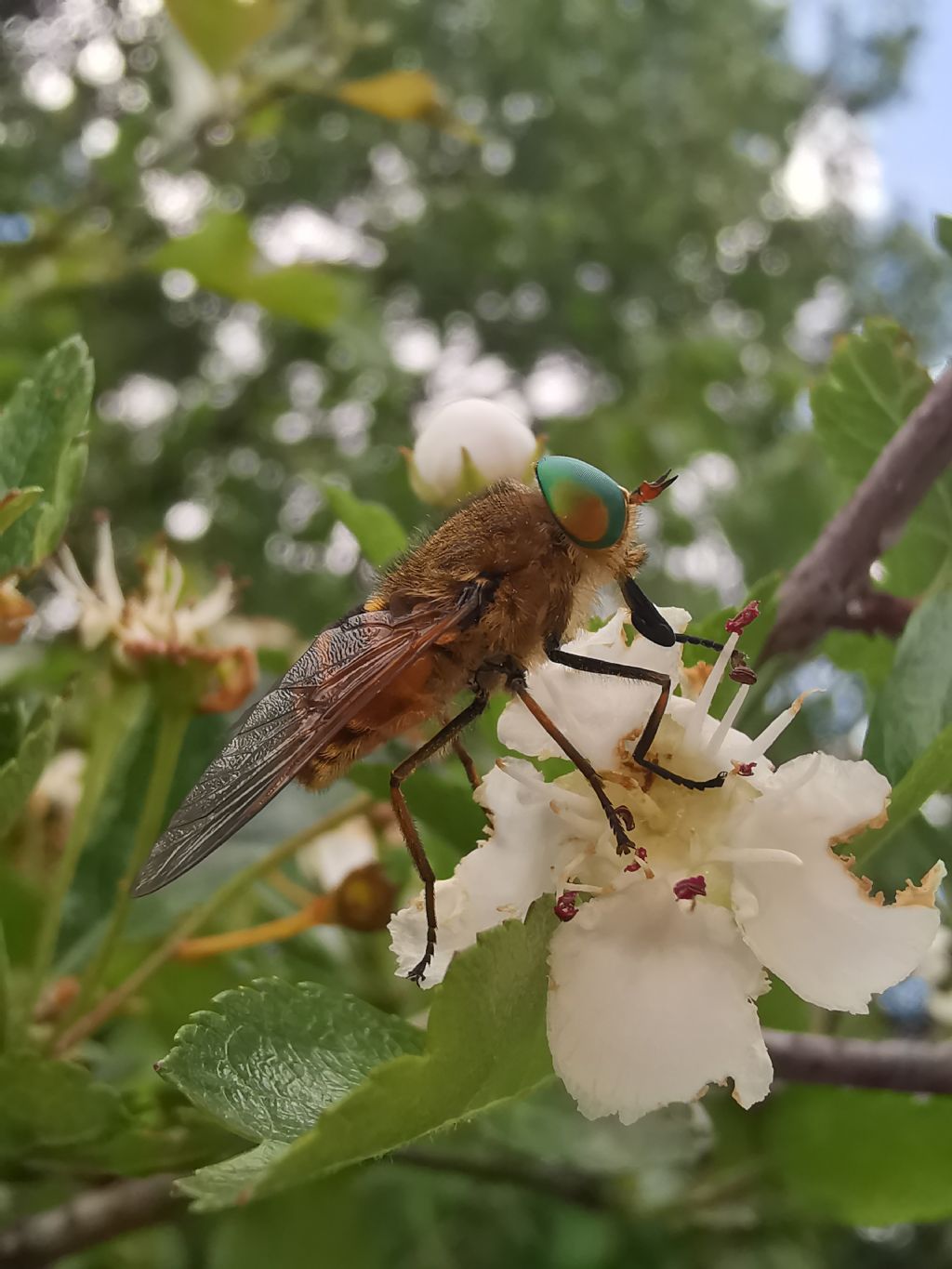 Philipomyia aprica?... cfr. aprica