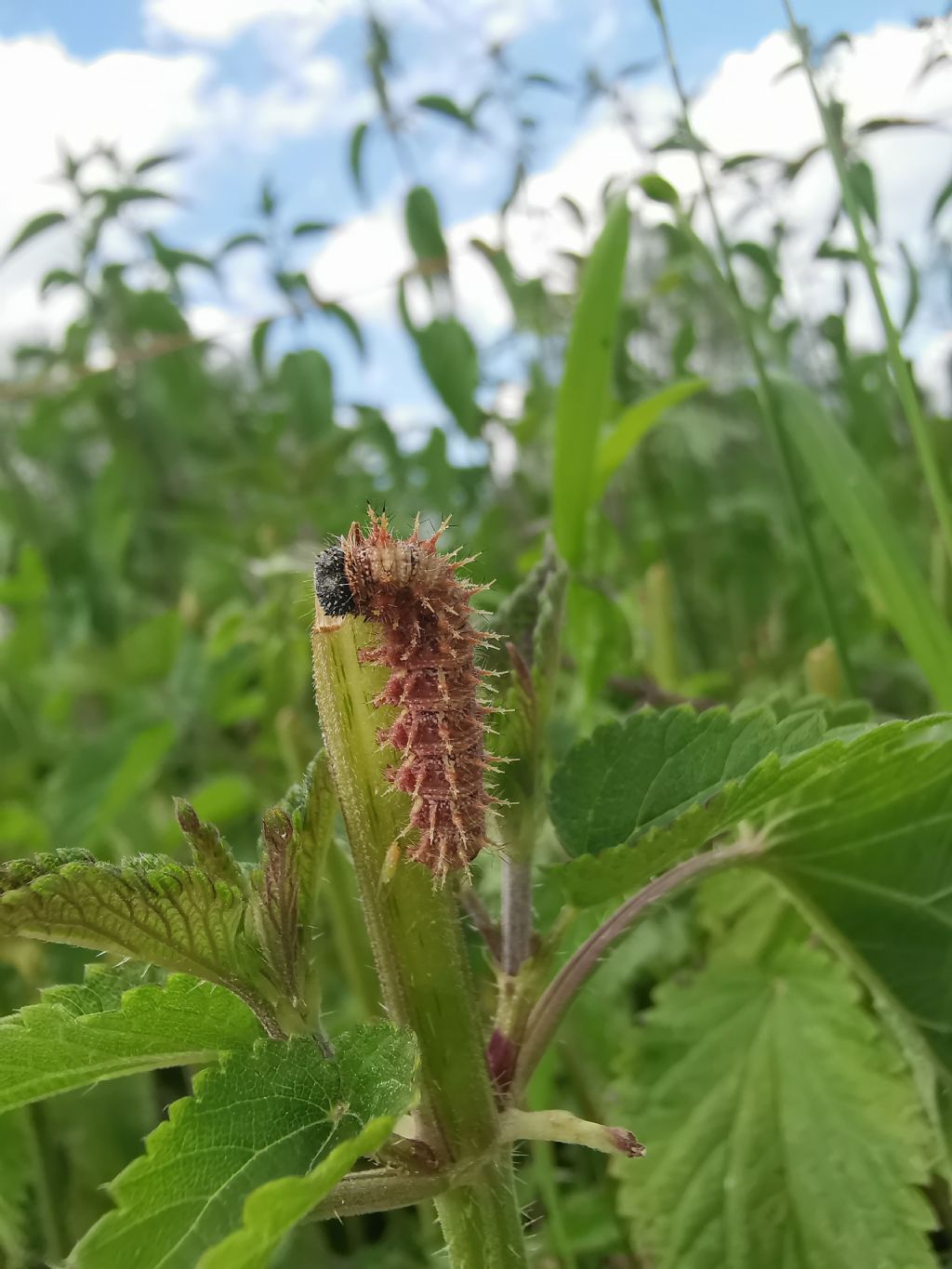 Bruco di Limenitis reducta?  No, di Vanessa atalanta
