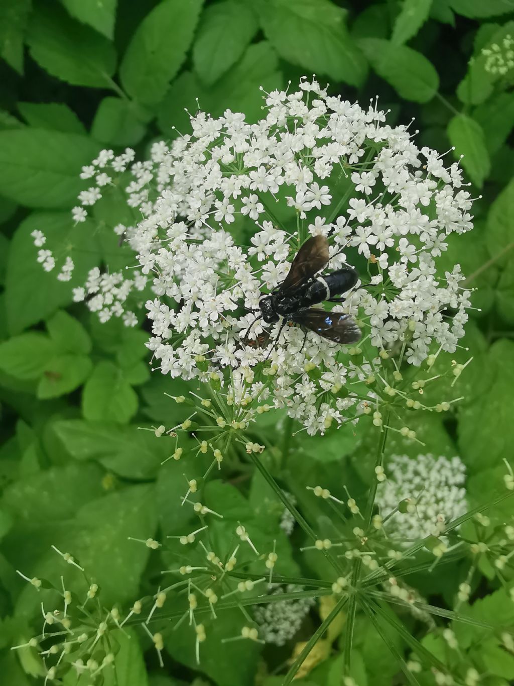 Macrophya....? no, Tenthredo bifasciata